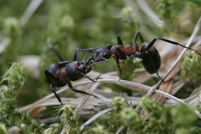 Macro fourmis chalet - 002